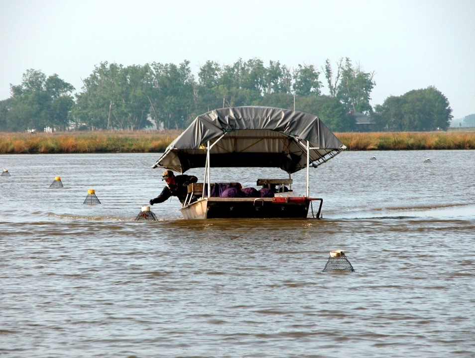 Crawfish trapping A farmer checking crawfish traps