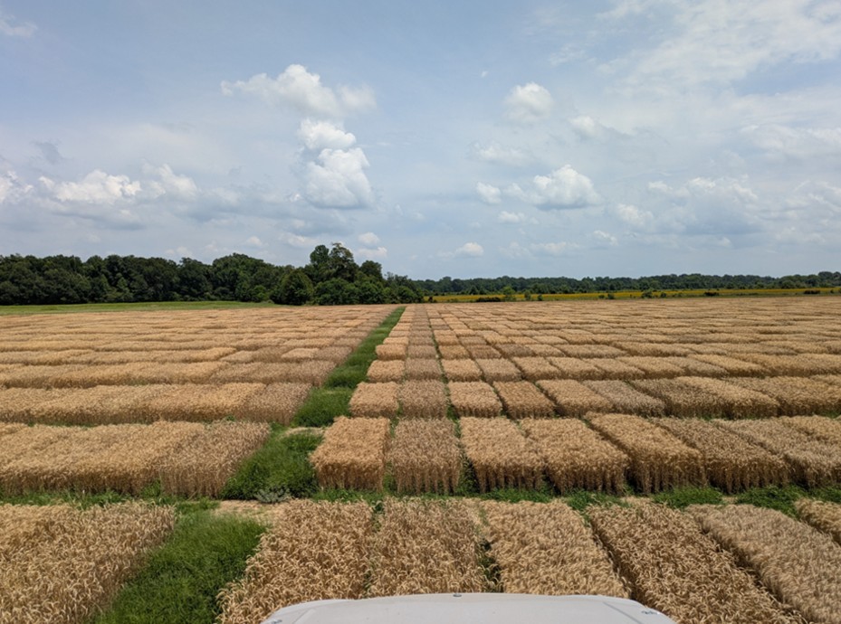 wheat team from lsu