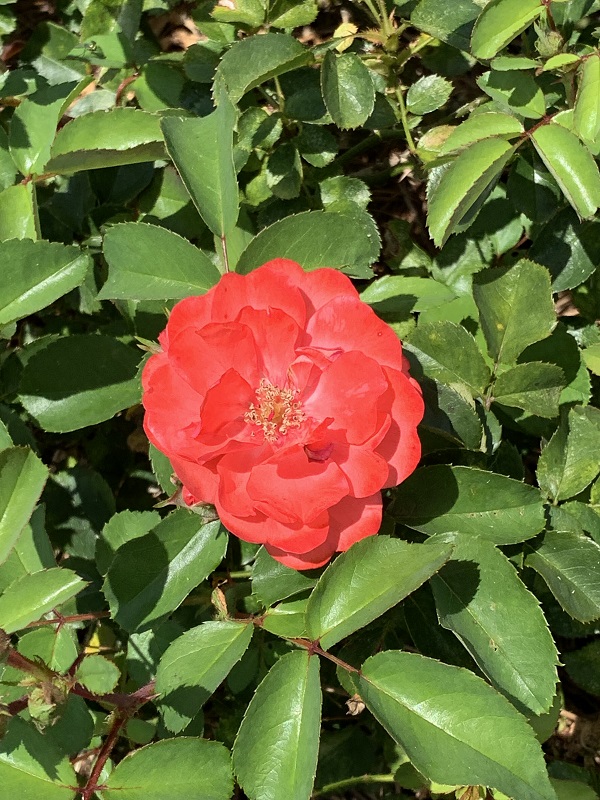 coral rose