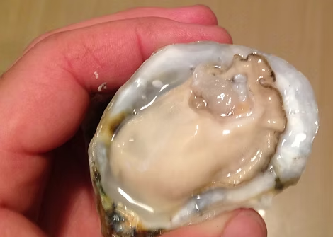 Triple N Oyster pic