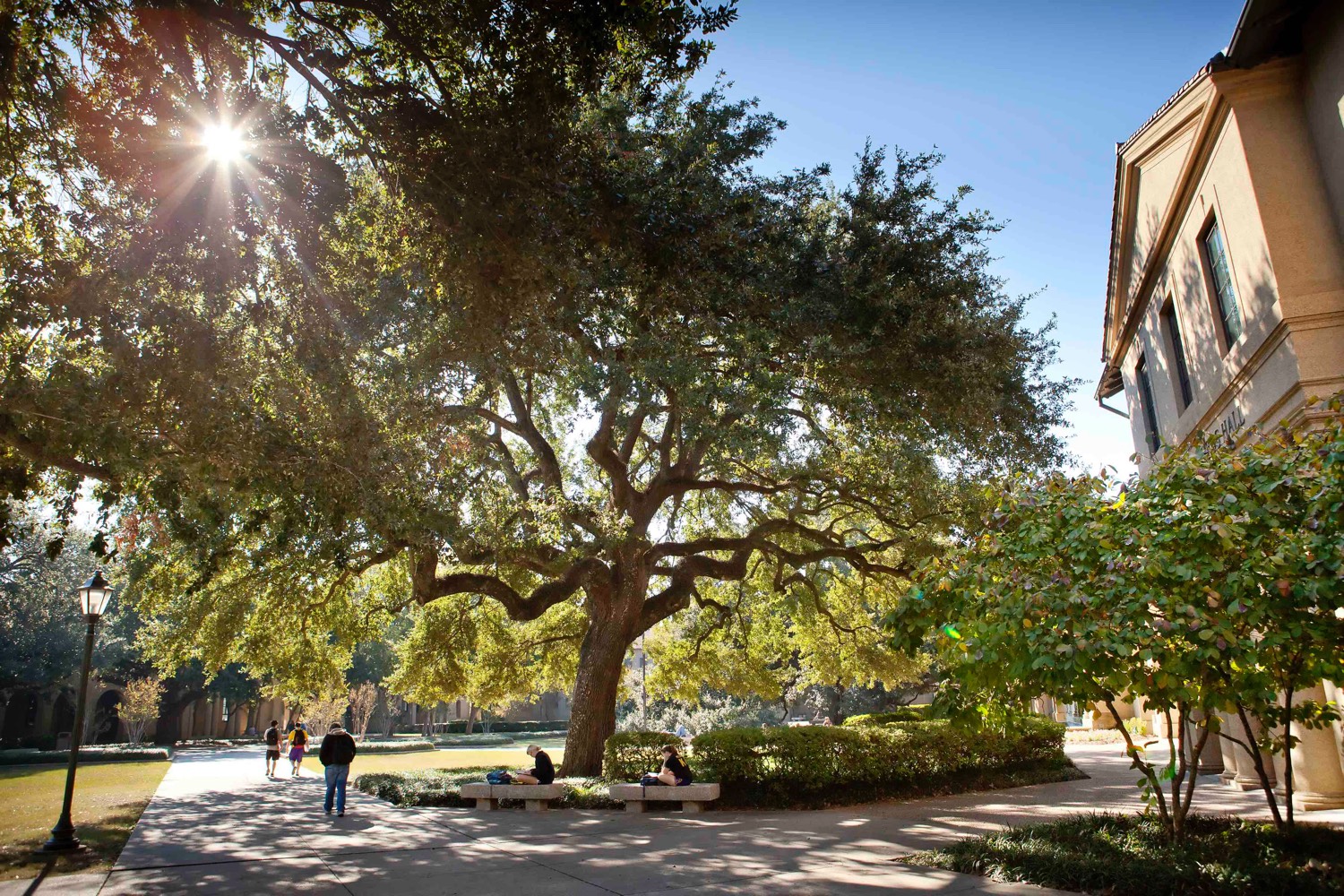students walking under oak trees