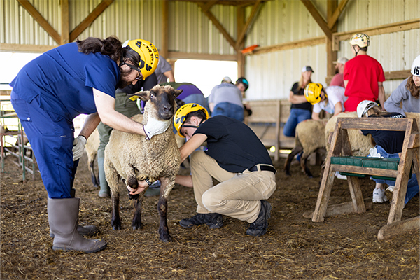 team working on sheep